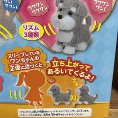 イワヤ、可愛いミニチュアシュナイダー。いっしょにワントレ1.2.3!の画像