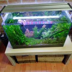 60ｃｍ水槽台　800ｘ450ｘ360ｈ　中古