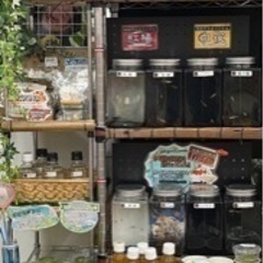 【城めだか】🐟‪˜˷本日のラインナップ🐟‪˜˷