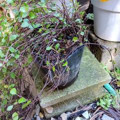 ワイヤープランツ（只今交渉中）