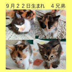 ★９月２２日生まれの４兄弟★　一時募集停止します