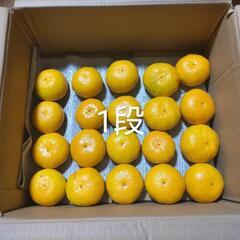 周防大島産　極早生みかん