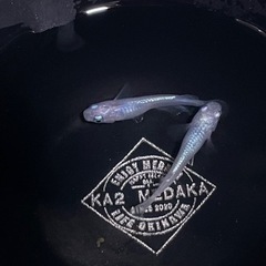 現物出品  しずく　1ペア   メダカ　めだかの画像