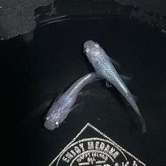 現物出品  しずく　1ペア   メダカ　めだかの画像