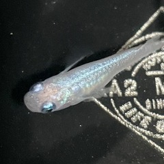 現物出品　しずく　トリオ　メダカ　めだかの画像