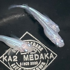 現物出品　しずく　トリオ　メダカ　めだか