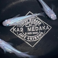 現物出品　しずく　トリオ　メダカ　めだかの画像