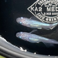 現物出品　しずく　トリオ　メダカ　めだかの画像