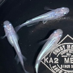 現物出品　しずく　トリオ　メダカ　めだかの画像