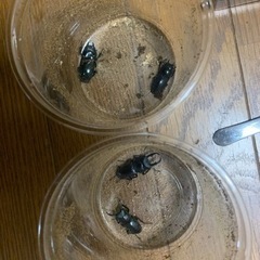 コクワガタ