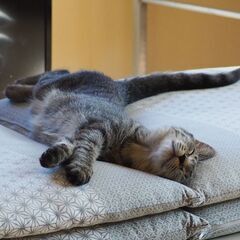 ５月生まれの子猫 サバトラ メス(３匹中の１匹です)　