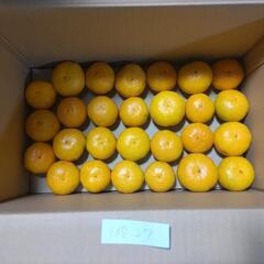 周防大島産みかん　Sサイズ　１３０個　１０キロ