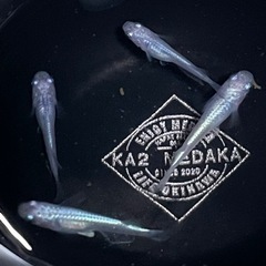 現物出品  しずく  2ペア　メダカ  めだか