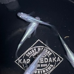 現物出品  しずく  2ペア　メダカ  めだかの画像
