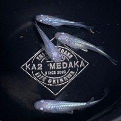 現物出品  しずく  2ペア　メダカ  めだかの画像