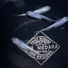 現物出品  しずく  2ペア　メダカ  めだかの画像