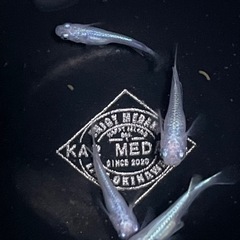 現物出品  しずく  2ペア　メダカ  めだかの画像