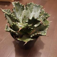 多肉植物　アガベ　チタノタ　雷帝甲蟹怪獣　