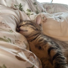 ありがとうございました。 - 猫