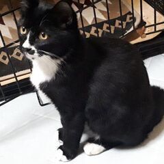 ただいま里親候補の方と交渉中🐱