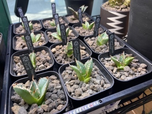 【オープン特価】アガベ チタノタ GODZILLA 胴切 発根済