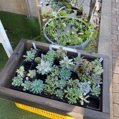 里山公園前　里山メダカ　めだかと多肉植物　の画像