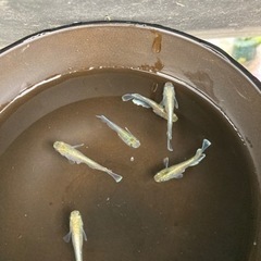 エメラルドキッシングワイドフィンメダカ