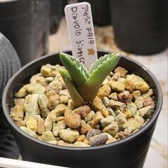 アガベ ディアボロビアンコ 子株