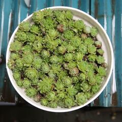 多肉植物⑤　センペルビウム　子株（５個セット）