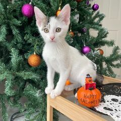 in瀬戸市☆子猫25匹～のミニ祭！☆2023年10月25日（水）...