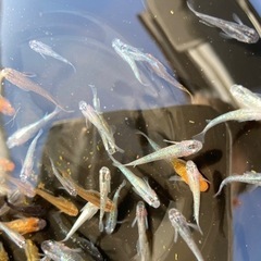 ミックスメダカ　80匹以上の画像