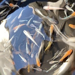 ミックスメダカ　80匹以上