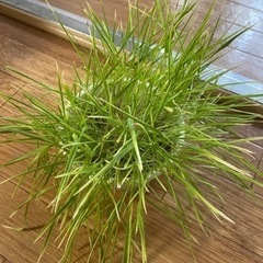 犬・猫 の食べる草　猫草　キャットグラス