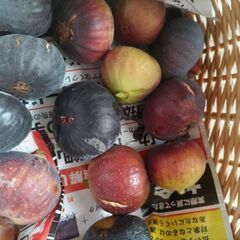 イチジク　柔らかめ　５個 100円