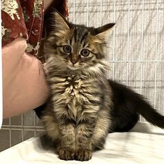 in瀬戸市☆子猫50匹～の超大祭！☆2023年10月29日（日）...