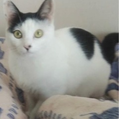 至急里親募集します。白黒の美猫ちゃん。とても人が好きな元気いっぱ...