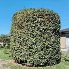 大きな金木犀の樹木お譲りします