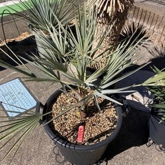 ヤシ ブラヘアアルマータ