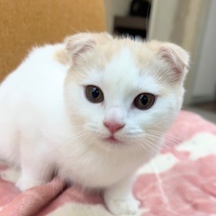 3ヶ月スコティッシュ男の子里親さん募集中