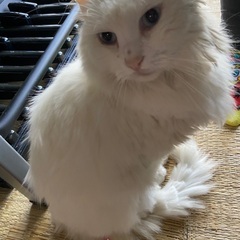 里親決まりました。閲覧有難うございました。女の子の白猫ちゃん