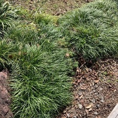 龍の髭（長い物、短い物）