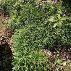 龍の髭（長い物、短い物）の画像