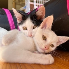 【8月生まれ】なれなれ♡可愛すぎる子猫兄妹の里親募集 