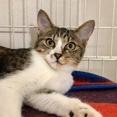 きじしろ♀のっこちゃん【正式譲渡済み】