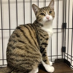 キジ白♀ヒロ【正式譲渡済み】