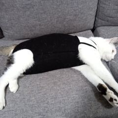 猫好き募集です。