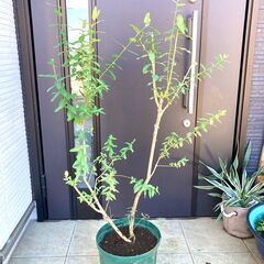 【低木】樹高1ｍ前後のハクロニシキ（10号スリット鉢付き）