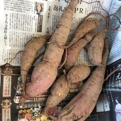 [おまけ追加]無農薬　さつまいも　追熟中　1名のみ　202310223