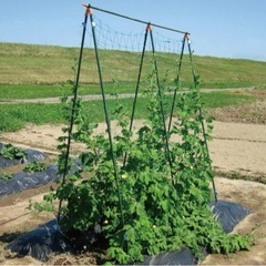 植物栽培用の棚支柱の画像
