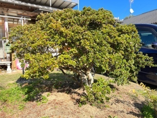 さつきの木　根張りがとても良いです！